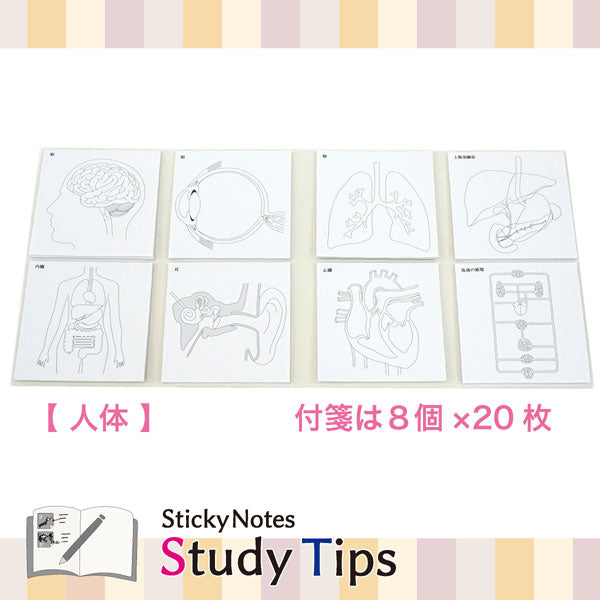 Sticky Note Study Tips 【からだ】 全3種 松浦紙器製作所 FS-SST003/6/8 [M便 1/6]