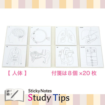 Sticky Note Study Tips 【からだ】 全3種 松浦紙器製作所 FS-SST003/6/8 [M便 1/6]