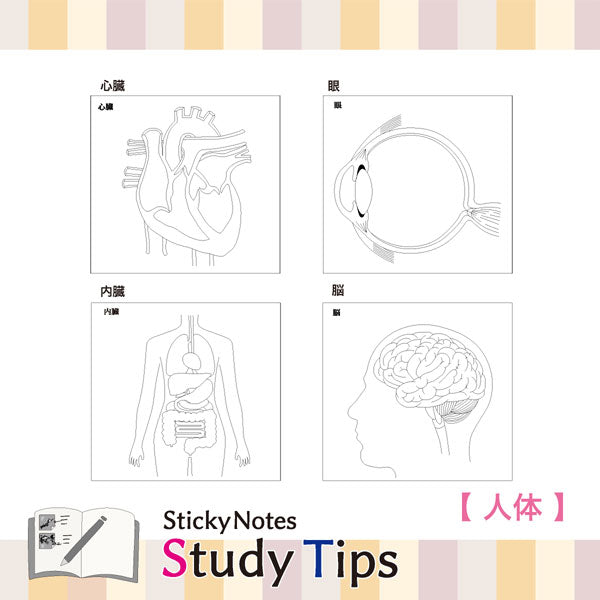 Sticky Note Study Tips 【からだ】 全3種 松浦紙器製作所 FS-SST003/6/8 [M便 1/6]