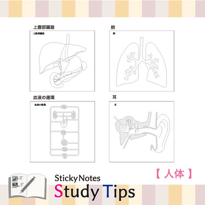 Sticky Note Study Tips 【からだ】 全3種 松浦紙器製作所 FS-SST003/6/8 [M便 1/6]