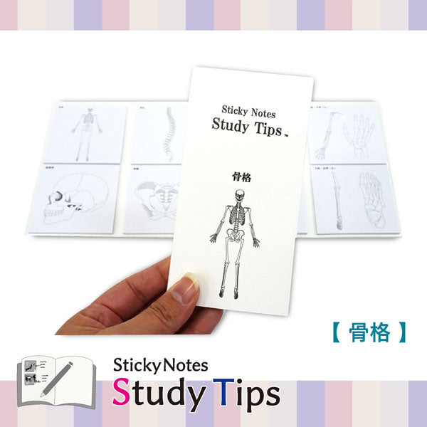 Sticky Note Study Tips 【からだ】 全3種 松浦紙器製作所 FS-SST003/6/8 [M便 1/6]