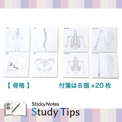 Sticky Note Study Tips 【からだ】 全3種 松浦紙器製作所 FS-SST003/6/8 [M便 1/6]