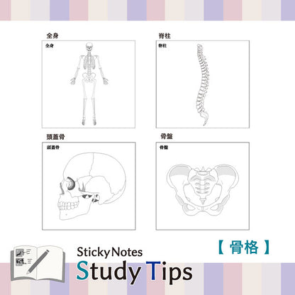 Sticky Note Study Tips 【からだ】 全3種 松浦紙器製作所 FS-SST003/6/8 [M便 1/6]