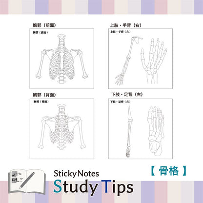 Sticky Note Study Tips 【からだ】 全3種 松浦紙器製作所 FS-SST003/6/8 [M便 1/6]