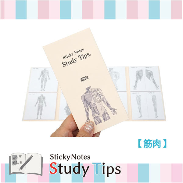 Sticky Note Study Tips 【からだ】 全3種 松浦紙器製作所 FS-SST003/6/8 [M便 1/6]