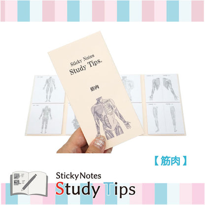 Sticky Note Study Tips 【からだ】 全3種 松浦紙器製作所 FS-SST003/6/8 [M便 1/6]