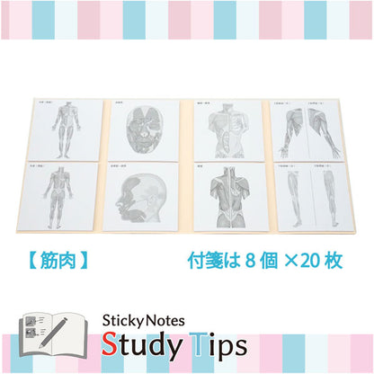 Sticky Note Study Tips 【からだ】 全3種 松浦紙器製作所 FS-SST003/6/8 [M便 1/6]
