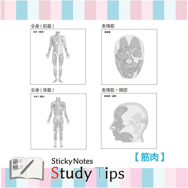 Sticky Note Study Tips 【からだ】 全3種 松浦紙器製作所 FS-SST003/6/8 [M便 1/6]