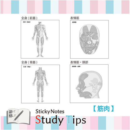 Sticky Note Study Tips 【からだ】 全3種 松浦紙器製作所 FS-SST003/6/8 [M便 1/6]
