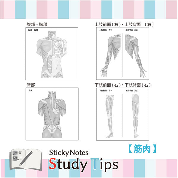 Sticky Note Study Tips 【からだ】 全3種 松浦紙器製作所 FS-SST003/6/8 [M便 1/6]