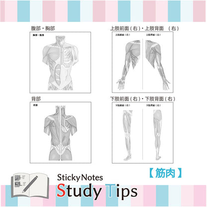 Sticky Note Study Tips 【からだ】 全3種 松浦紙器製作所 FS-SST003/6/8 [M便 1/6]