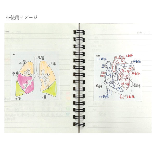 Sticky Note Study Tips 【からだ】 全3種 松浦紙器製作所 FS-SST003/6/8 [M便 1/6]