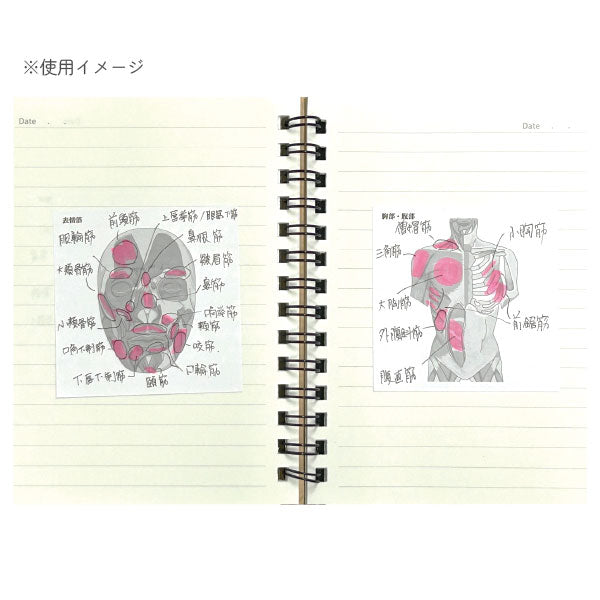 Sticky Note Study Tips 【からだ】 全3種 松浦紙器製作所 FS-SST003/6/8 [M便 1/6]